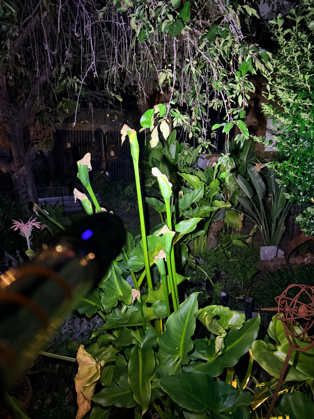 The Dirty Flash and Repel