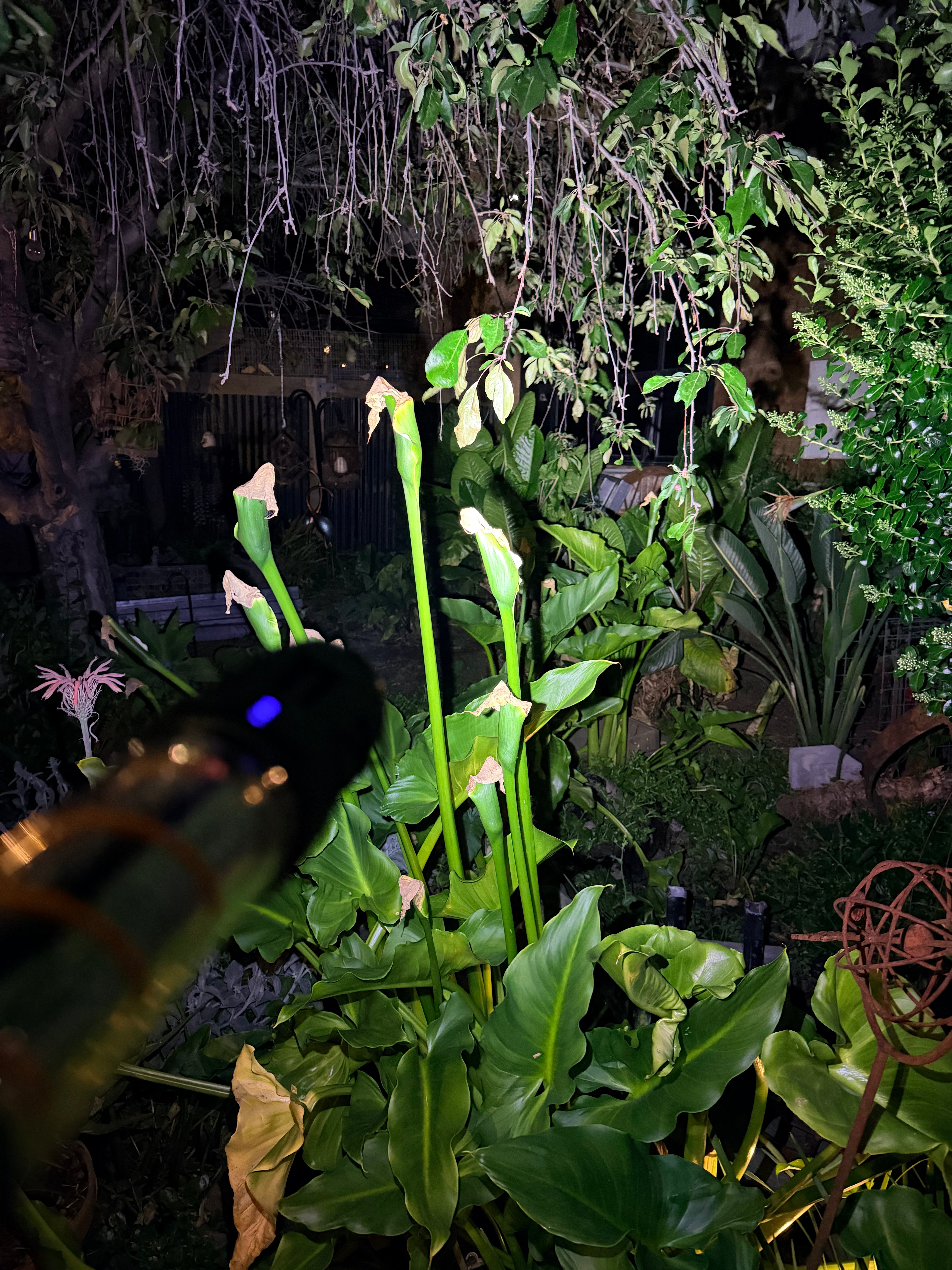 The Dirty Flash and Repel